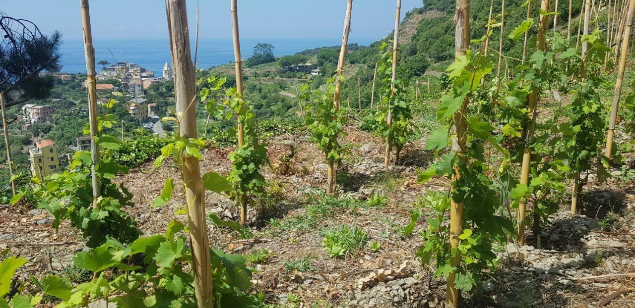 Il Soppalco Bed & Breakfast Corniglia Dış mekan fotoğraf